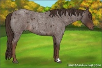 Horse Color:Liver Red Roan 