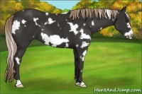 Horse Color:White Spotted Liver Chestnut Frame 