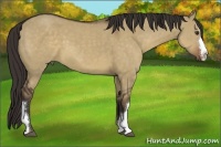 Horse Color:Liver Red Dun 