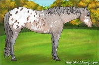 Horse Color:White Spotted Buckskin Sabino Appaloosa 