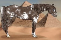 Horse Color:White Spotted Liver Chestnut Frame
