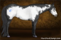 Horse Color:Black Frame 