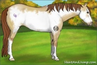 Horse Color:Red Dun Frame 