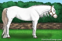 Horse Color:Chestnut Appaloosa