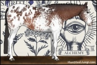 Horse Color:White Spotted Bay Appaloosa 