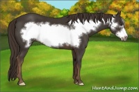 Horse Color:Liver Chestnut Frame 