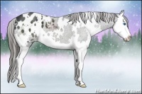 Horse Color:White Spotted Black Splash Appaloosa 