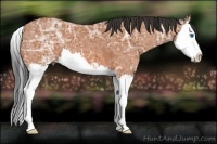 Horse Color:Bay Ice Sabino Splash