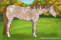 Horse Color:Chestnut Ice 