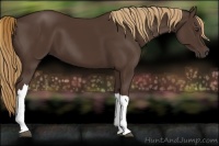Horse Color:Liver Chestnut 