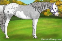 Horse Color:Blue Roan Splash Appaloosa