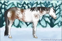 Horse Color:White Spotted Bay 