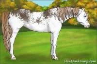 Horse Color:White Spotted Liver Chestnut Splash 