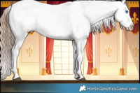 Horse Color:Liver Chestnut Splash Appaloosa