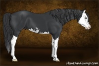 Horse Color:Black Sabino Splash 