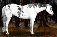 Horse Color:Black Sabino 