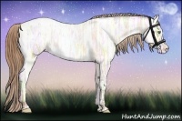 Horse Color:Amber Cream Champagne Ice Appaloosa 