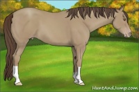 Horse Color:Classic Cream Champagne 