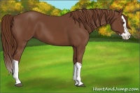 Horse Color:Chestnut Splash