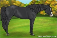 Horse Color:Black Splash