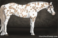 Horse Color:Liver Chestnut Pearl Appaloosa