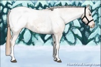 Horse Color:Chestnut Snowcap 