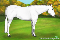 Horse Color:Gray Silver Grullo Roan Splash Rabicano
