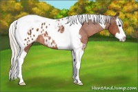 Horse Color:Silver Bay Splash Tobiano Appaloosa Rabicano