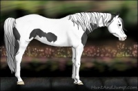 Horse Color:Smoky Black Splash Tobiano 