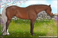 Horse Color:Silver Bay 