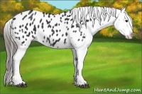 Horse Color:Black Appaloosa 