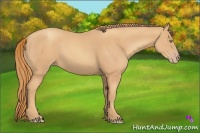 Horse Color:Gold Champagne