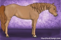 Horse Color:Red Roan 
