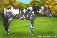Horse Color:White Spotted Black 