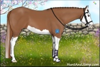 Horse Color:Chestnut Splash 