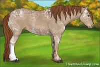 Horse Color:Chestnut Ice 