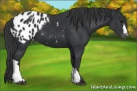 Horse Color:Black Appaloosa