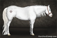 Horse Color:White Spotted Perlino Roan Splash Appaloosa 