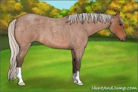 Horse Color:Silver Bay Roan 