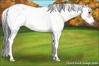 Horse Color:Bay Sabino Frame