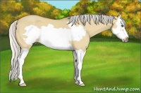 Horse Color:Silver Buckskin Dun Splash Frame