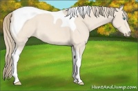 Horse Color:Perlino Tobiano 
