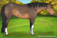 Horse Color:Buckskin 