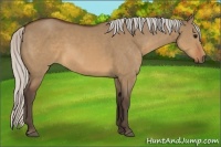 Horse Color:Silver Brown Dun 