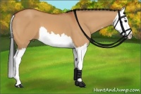 Horse Color:Bay Dun Splash 