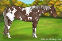Horse Color:White Spotted Liver Chestnut