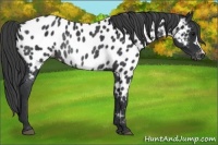 Horse Color:Black Appaloosa Rabicano 