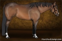Horse Color:Bay Sabino 
