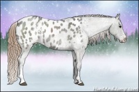 Horse Color:White Spotted Smoky Grullo Roan Appaloosa