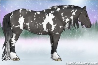 Horse Color:White Spotted Black Rabicano 